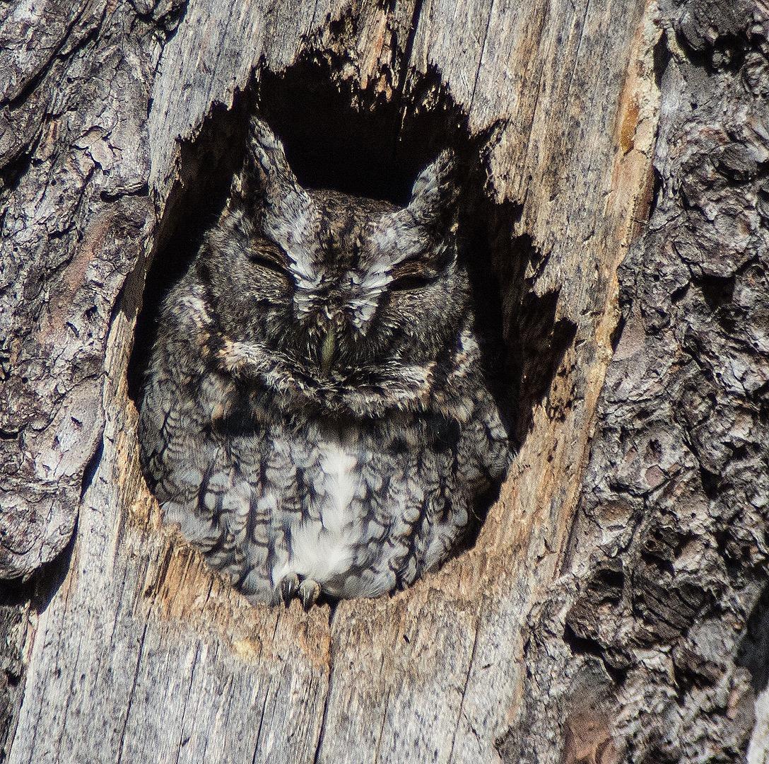 Eastern Screech-Owl Photo by Pete Myers