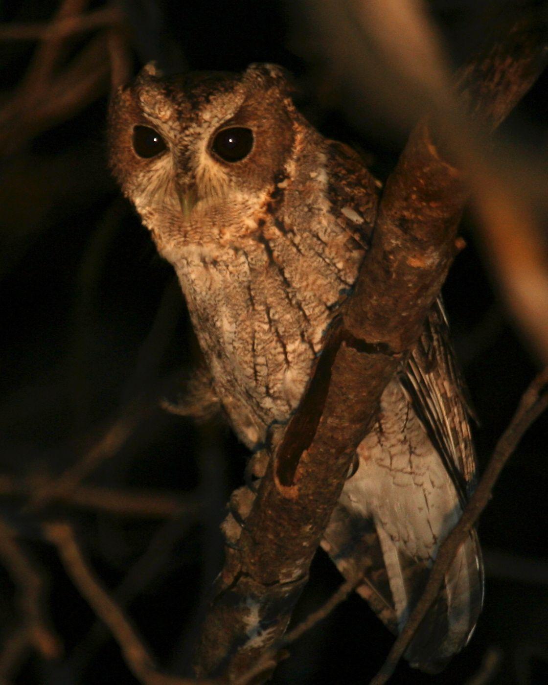 Balsas Screech-Owl Photo by Marshall Iliff