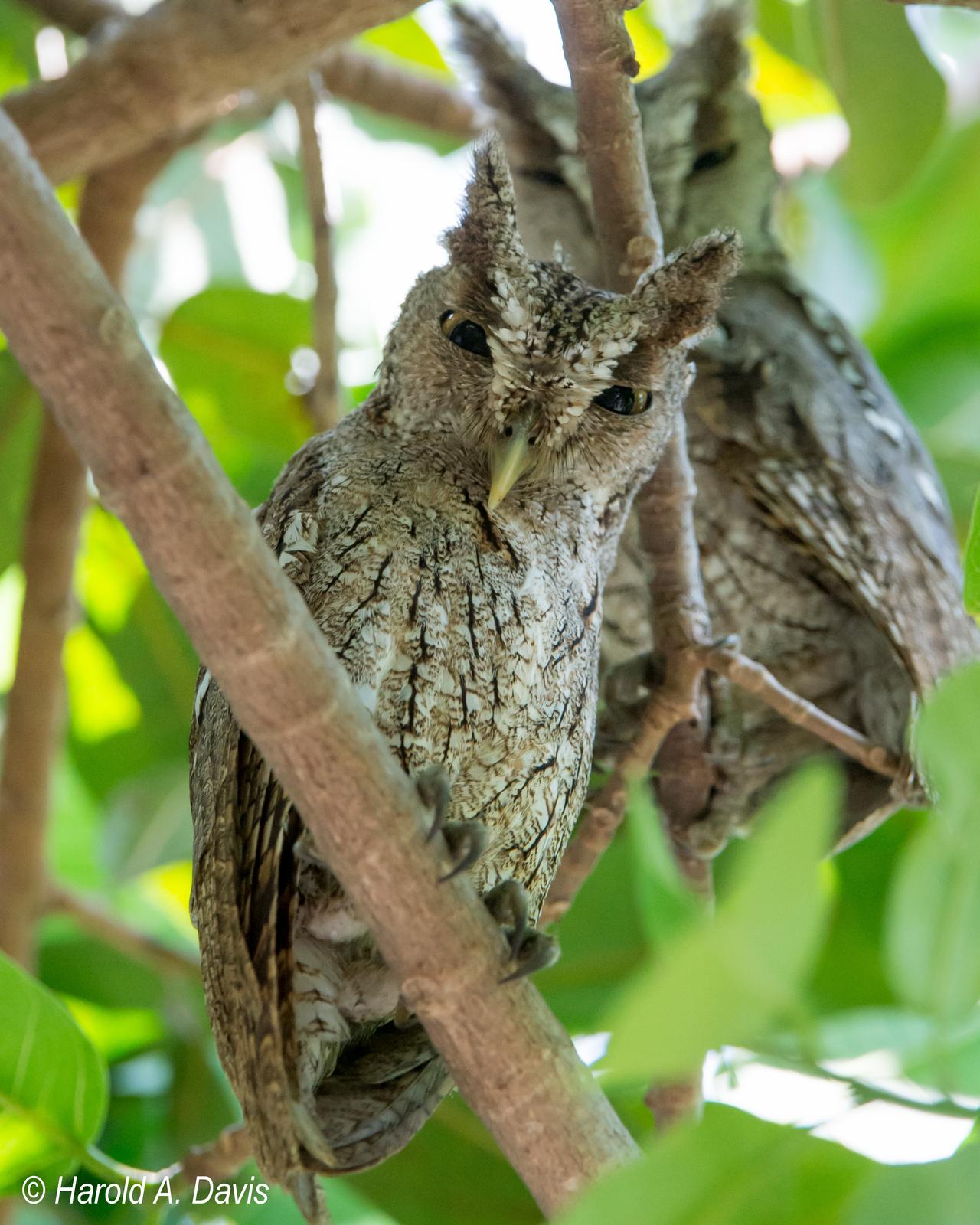 Pacific Screech-Owl Photo by Harold Davis
