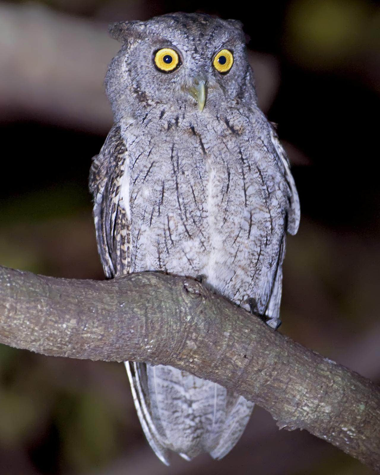 Pacific Screech-Owl Photo by Alex Vargas