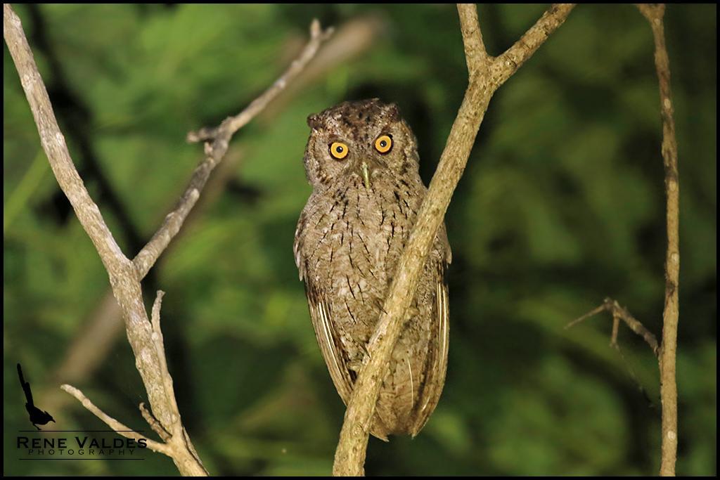 Pacific Screech-Owl Photo by Rene Valdes