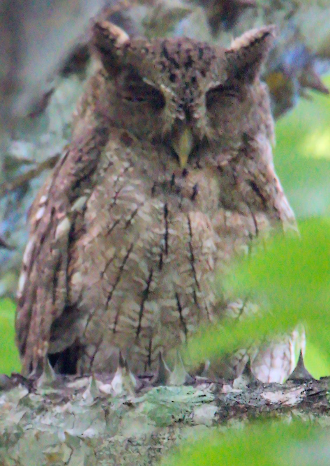 Pacific Screech-Owl Photo by Dan Tallman