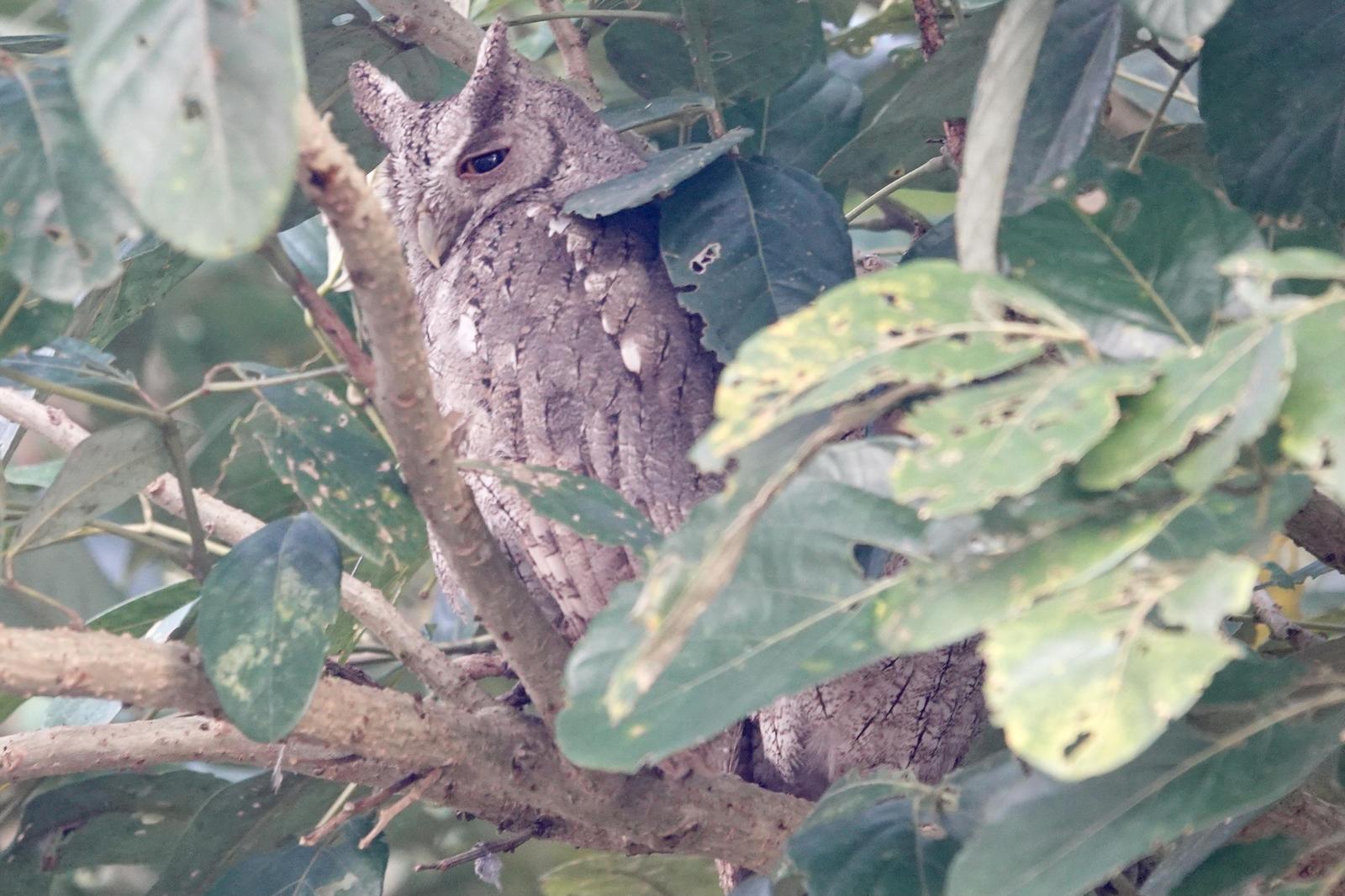 Pacific Screech-Owl Photo by Bonnie Clarfield-Bylin