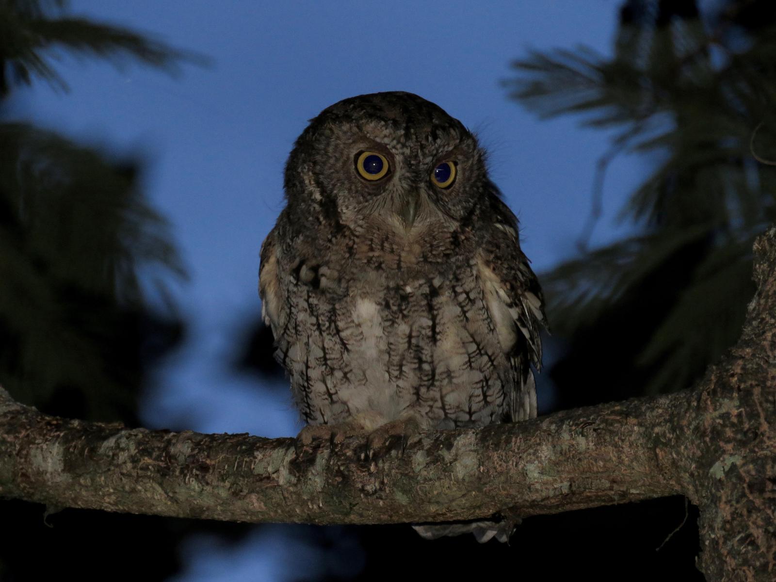 Whiskered Screech-Owl Photo by John van Dort