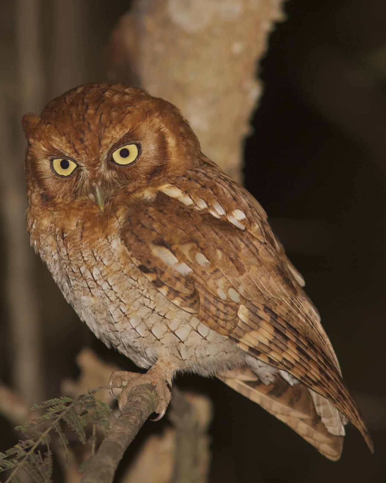 Tropical Screech-Owl Photo by Marcelo Padua