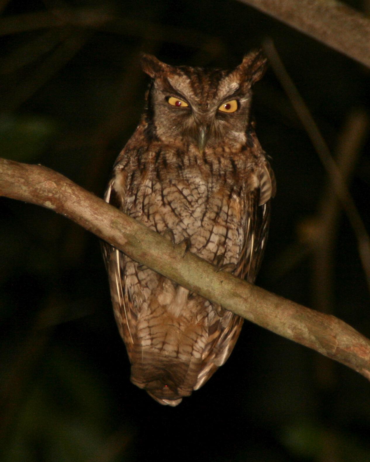 Tropical Screech-Owl Photo by Oscar Johnson