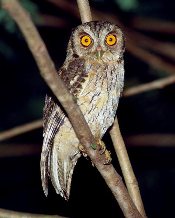 Tropical Screech-Owl Photo by Peter Boesman