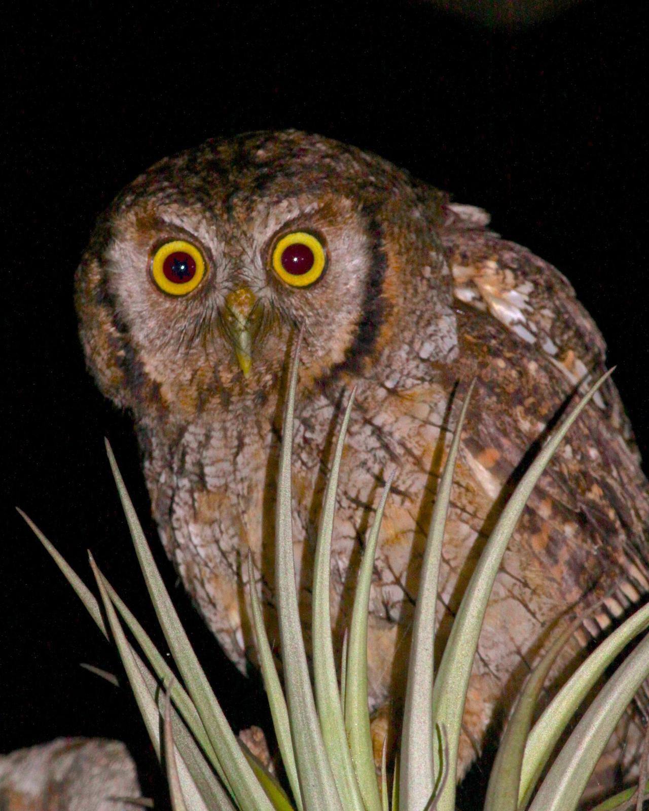 Tropical Screech-Owl Photo by Olivier Barden