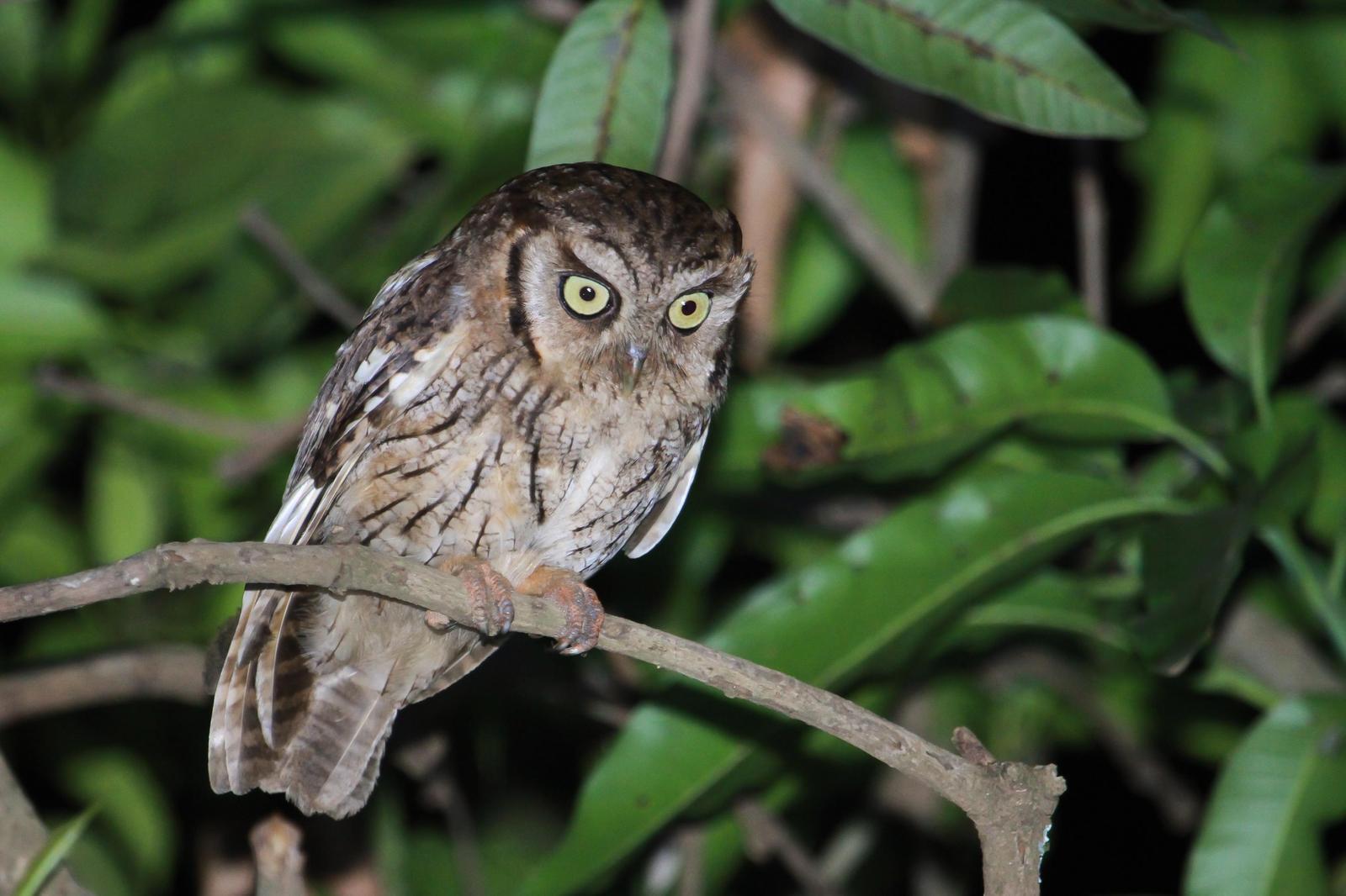 Tropical Screech-Owl Photo by Zé Edu Camargo