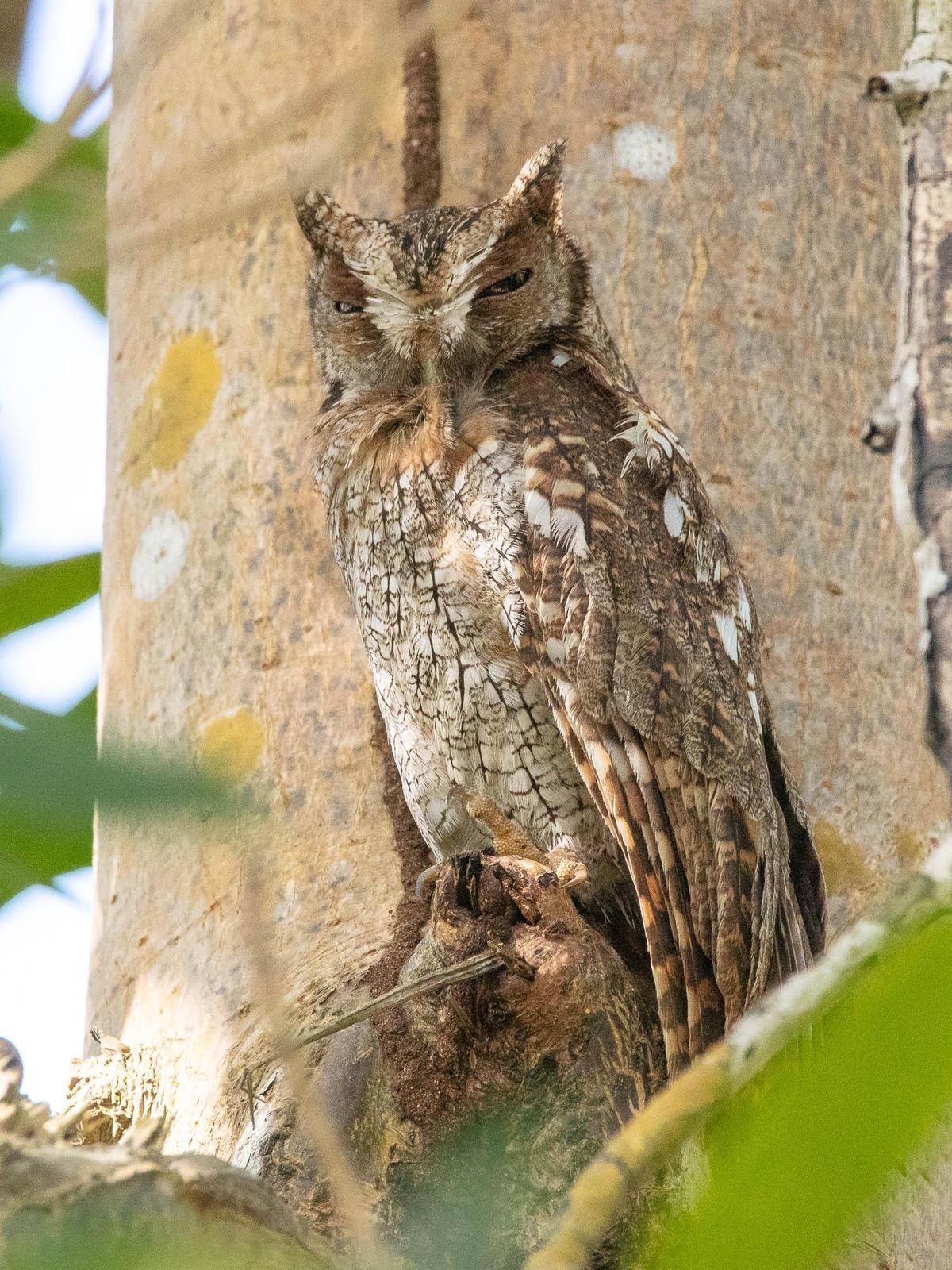 Tropical Screech-Owl Photo by Denis Rivard