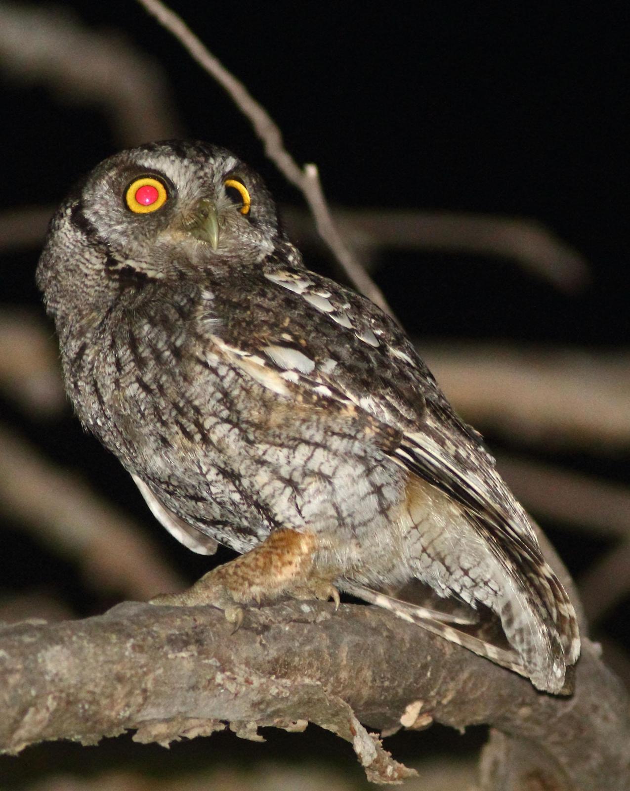 Tropical Screech-Owl Photo by Lee Harding