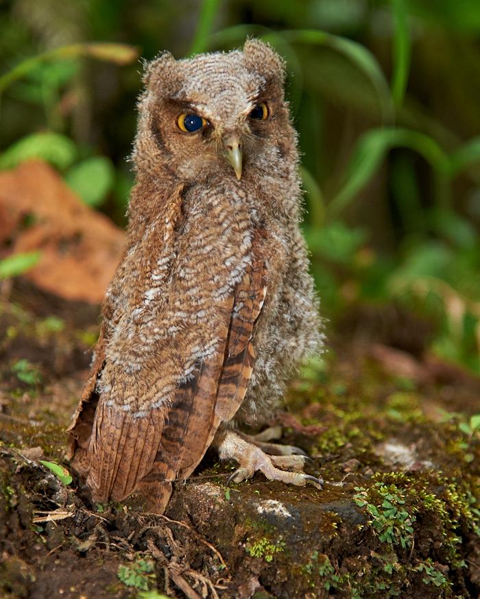 Tropical Screech-Owl Photo by Chris Fagyal