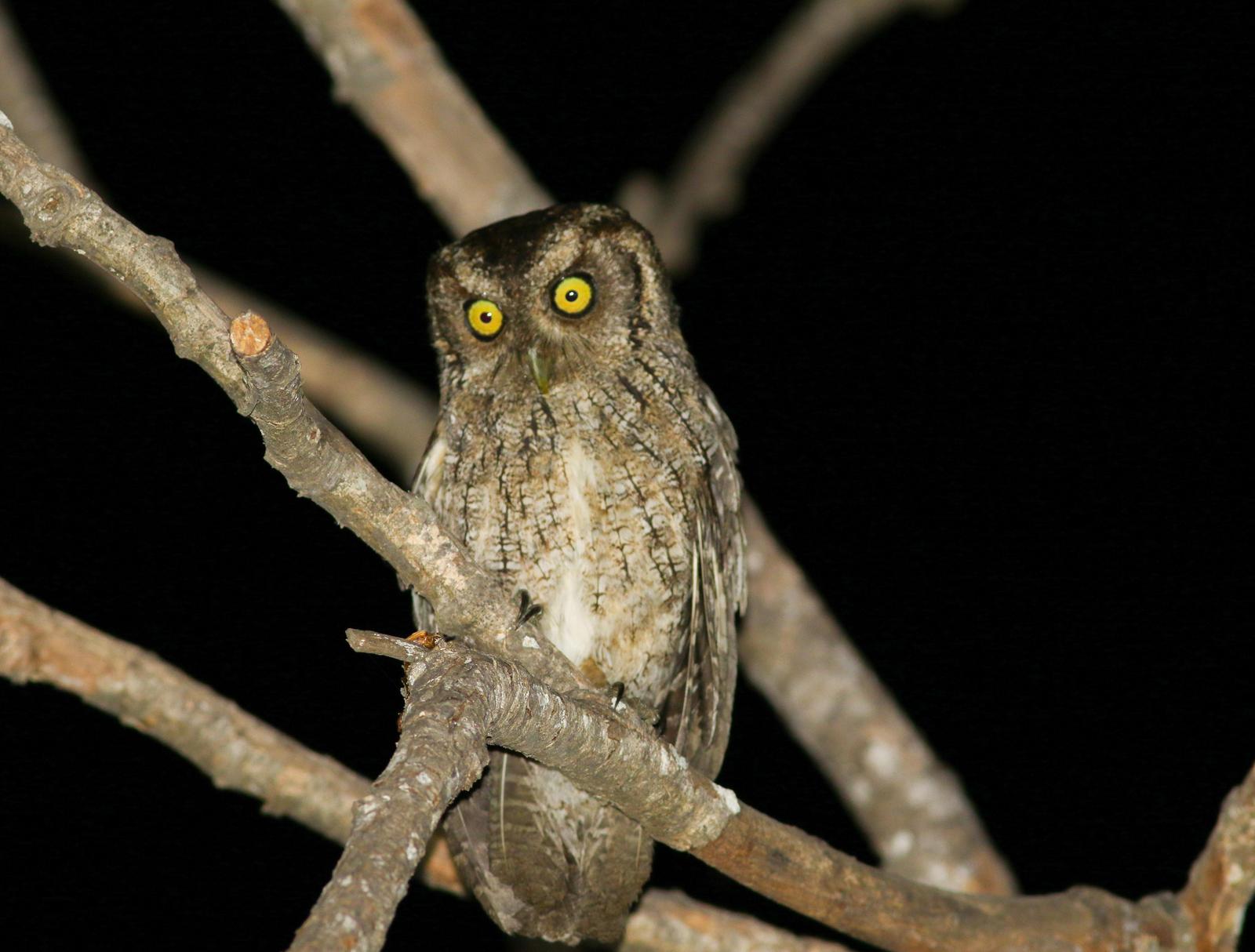Peruvian Screech-Owl Photo by Leonardo Garrigues