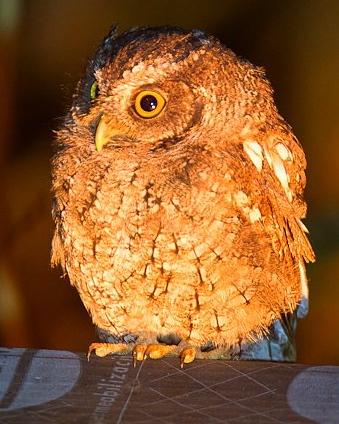 Peruvian Screech-Owl Photo by Francesco Veronesi