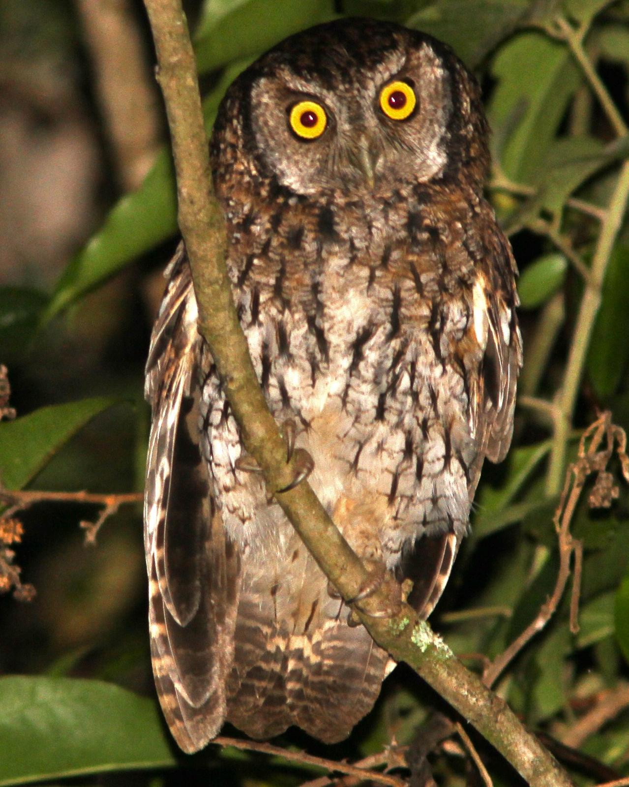 Koepcke's Screech-Owl Photo by Marcelo Padua