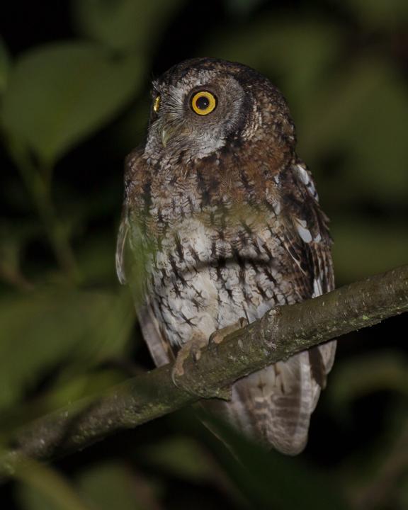 Koepcke's Screech-Owl Photo by Robert Lewis
