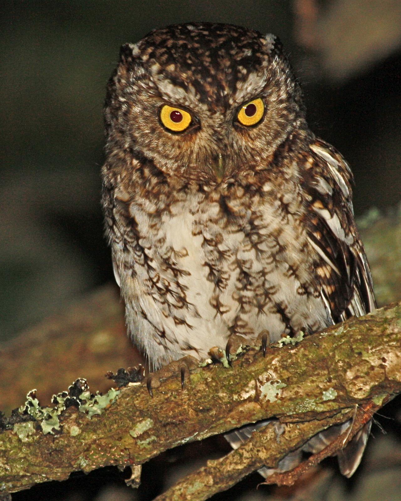 Bearded Screech-Owl Photo by Michael L. P. Retter