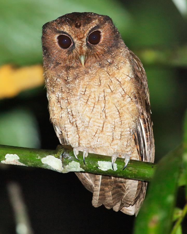 Rufescent Screech-Owl (Colombian) Photo by Nick Athanas