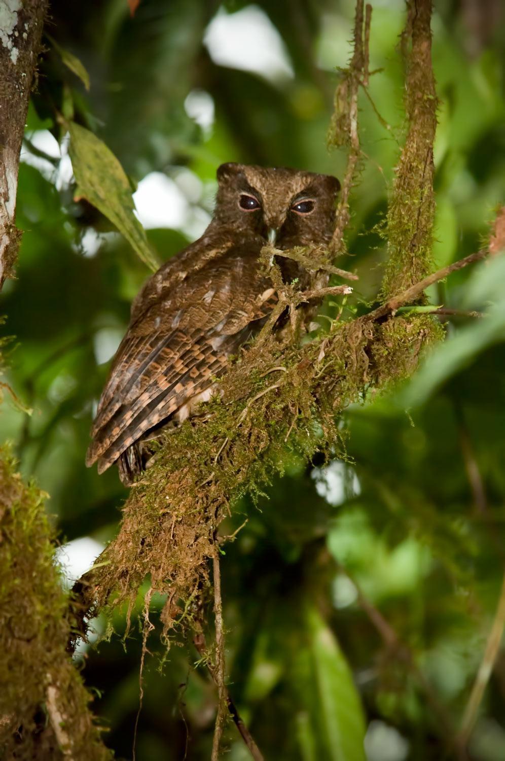 Rufescent Screech-Owl Photo by pancho enriquez