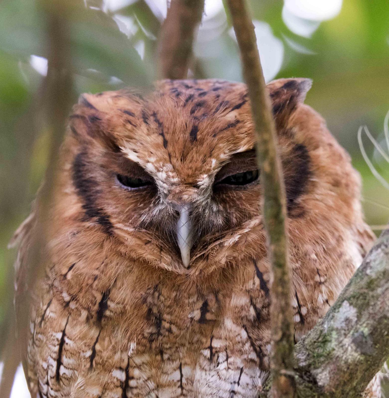 Cinnamon Screech-Owl Photo by Bob Hasenick