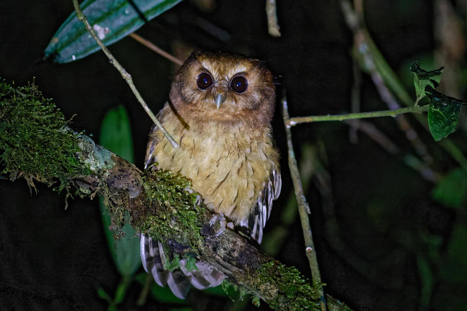 Cinnamon Screech-Owl Photo by Leonardo Garrigues