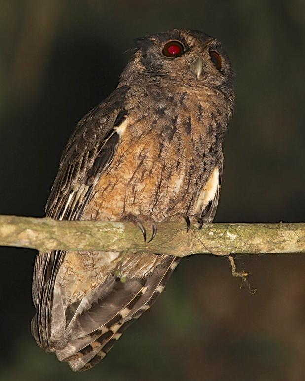 Tawny-bellied Screech-Owl Photo by Marcelo Padua