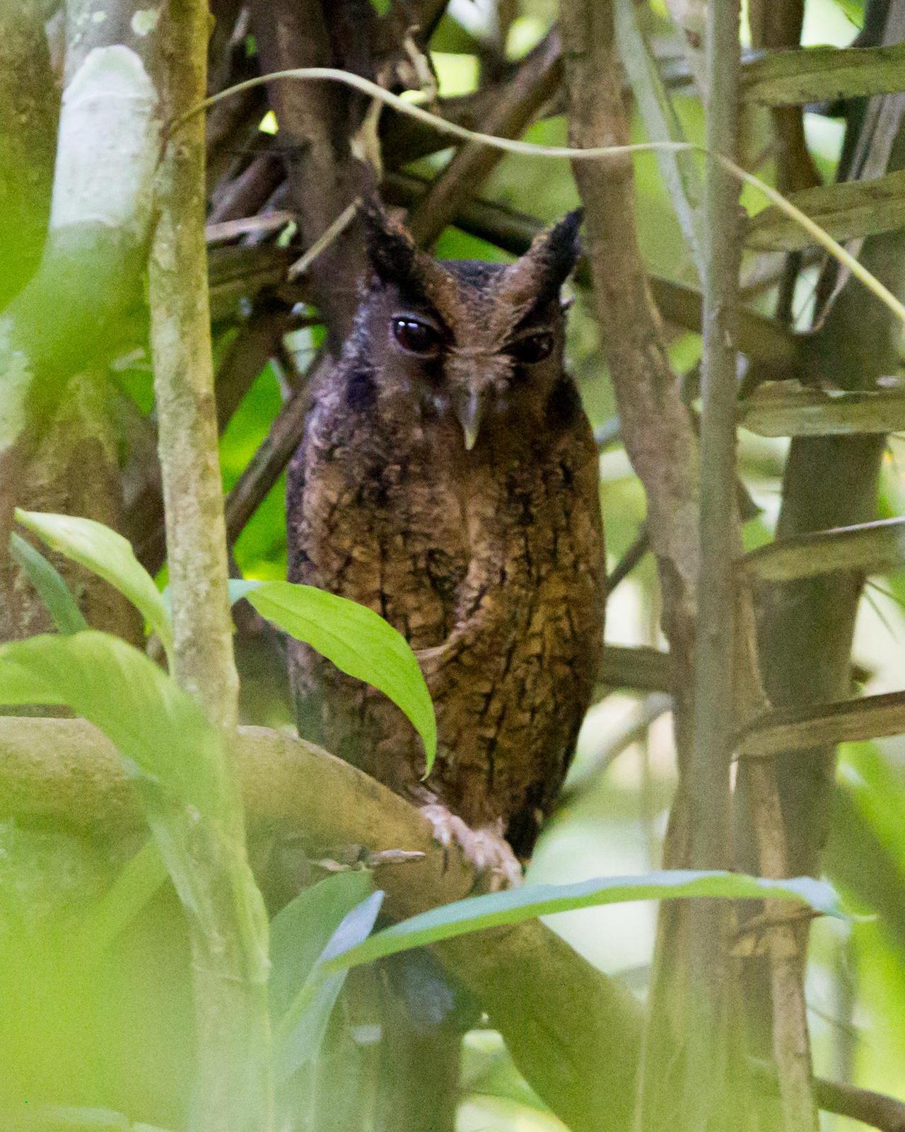 Tawny-bellied Screech-Owl Photo by Kevin Berkoff