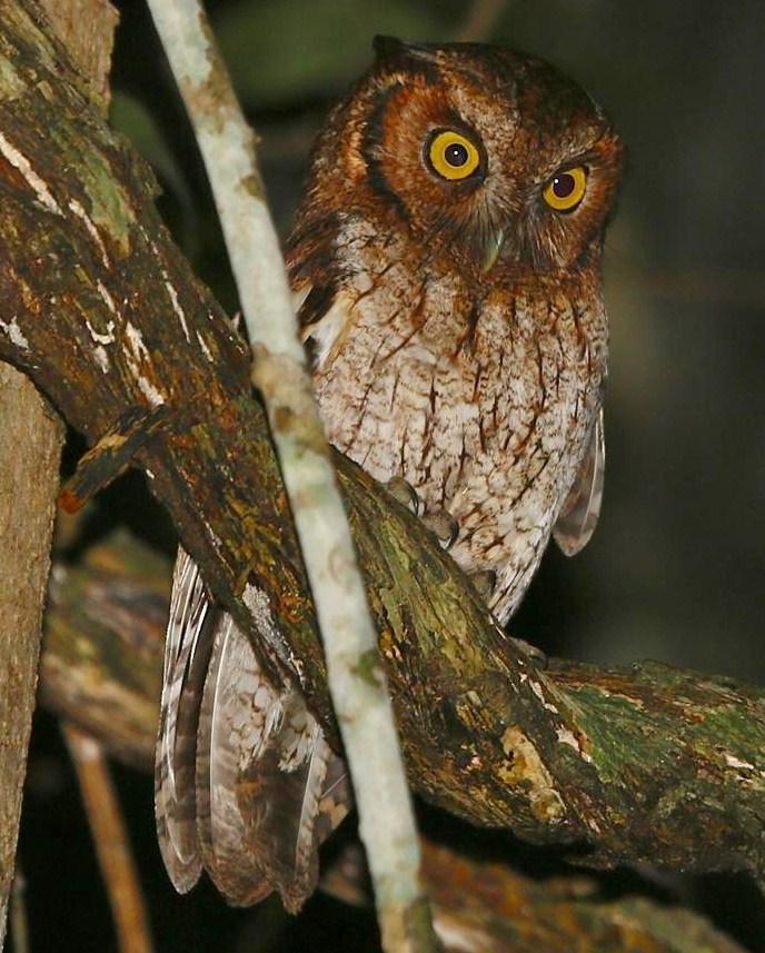 Black-capped Screech-Owl Photo by Lesley Roy