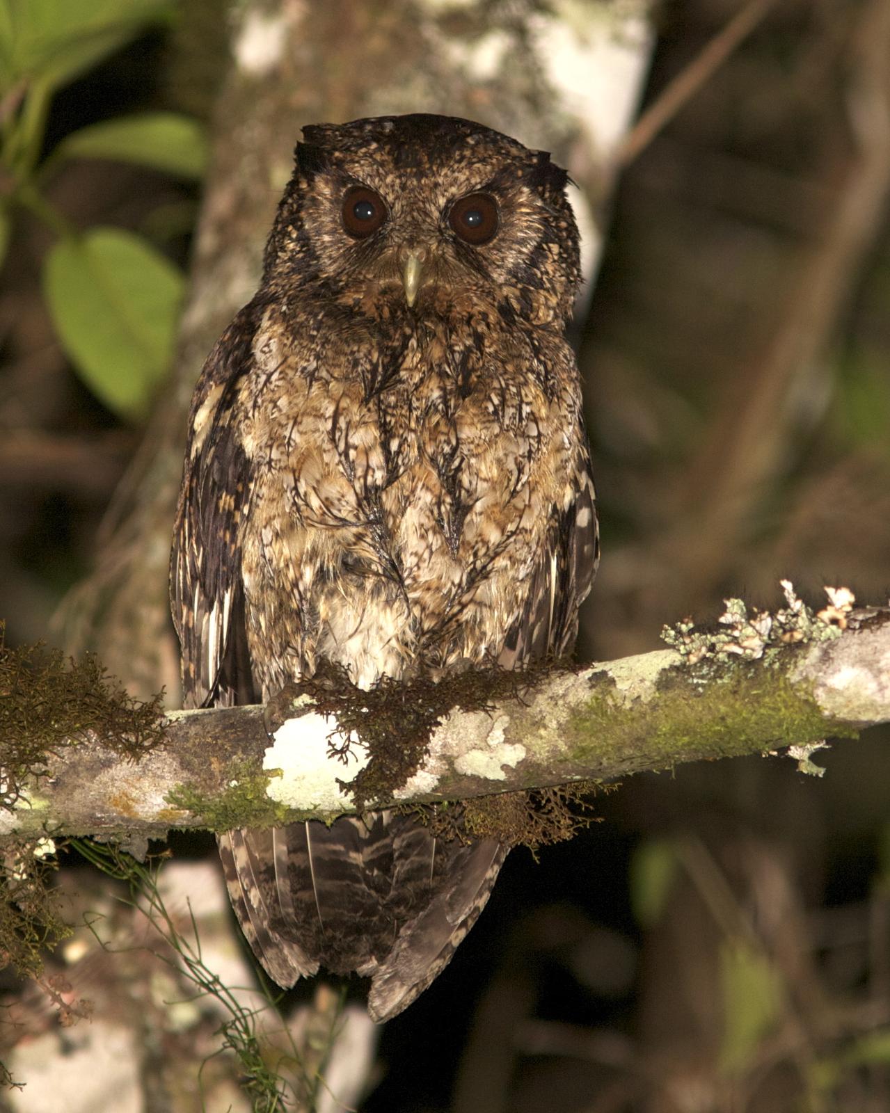 Black-capped Screech-Owl Photo by Marcelo Padua