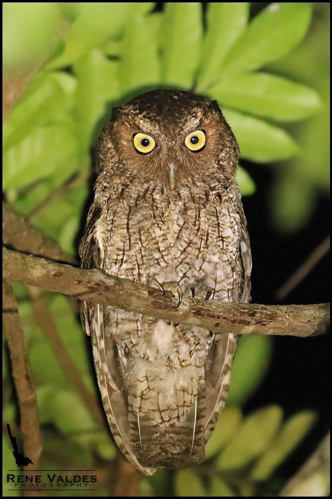 Middle American Screech-Owl Photo by Rene Valdes
