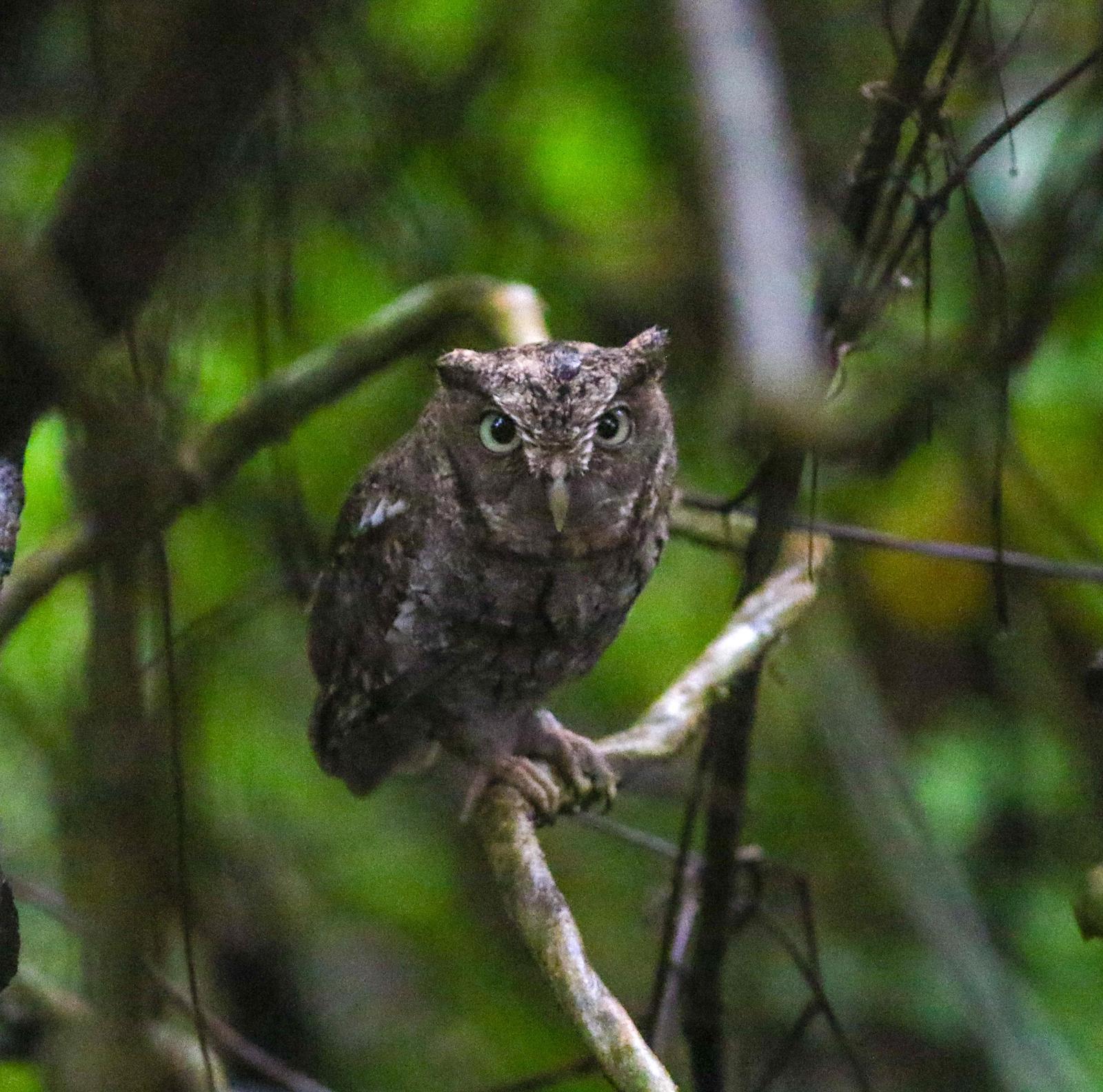 Middle American Screech-Owl Photo by Leonardo Garrigues