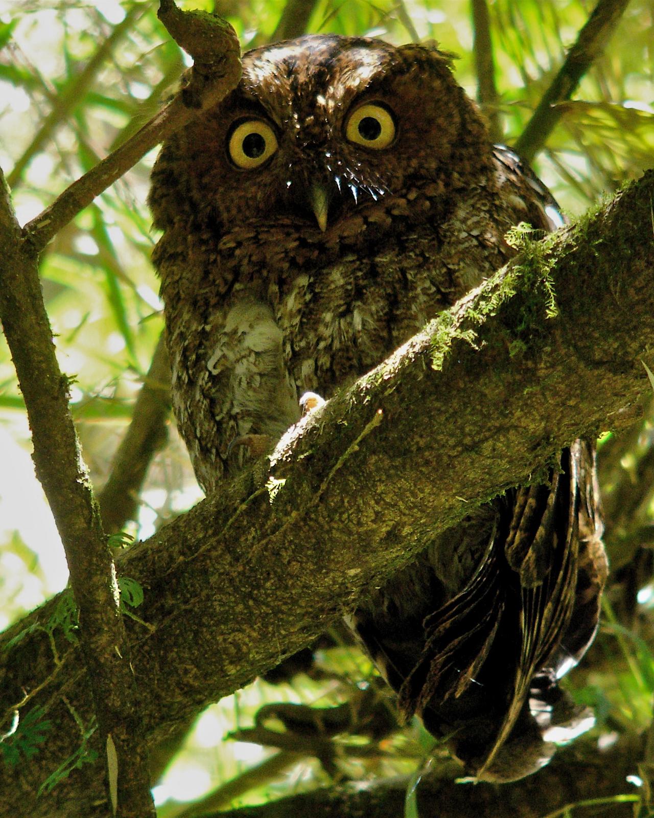Bare-shanked Screech-Owl Photo by Russ Kumai