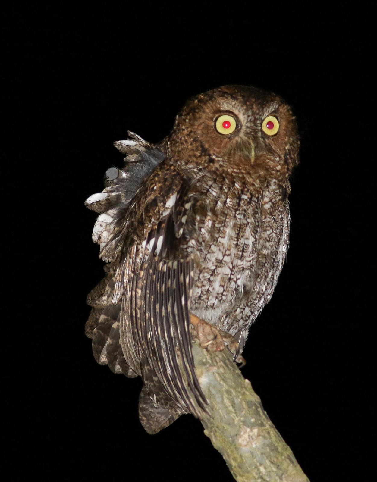 Bare-shanked Screech-Owl Photo by Leonardo Garrigues