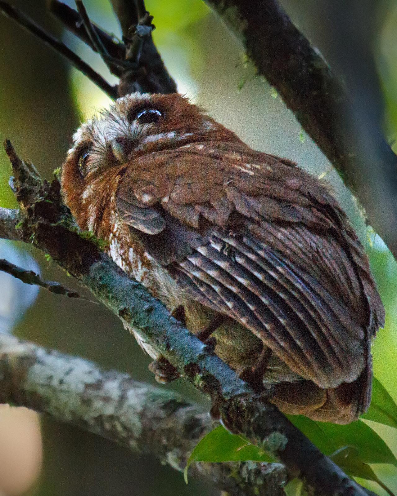 Puerto Rican Screech-Owl Photo by Gloria Archilla