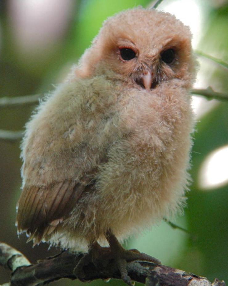 Palau Owl Photo by Michael L. P. Retter