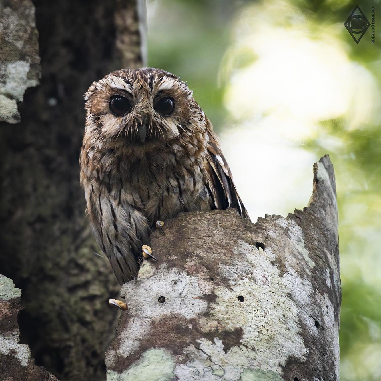 Bare-legged Owl Photo by Rolando Barrera