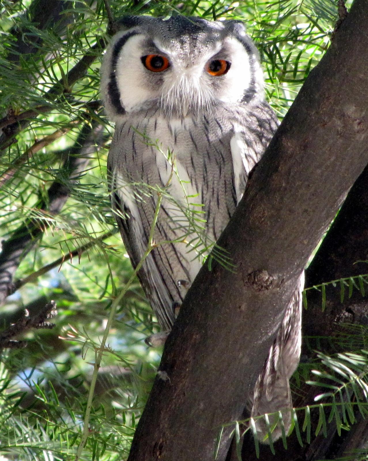 Southern White-faced Owl Photo by Richard  Lowe
