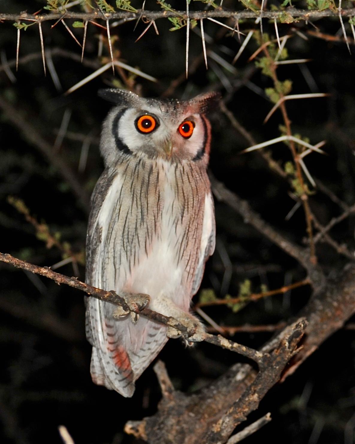 Southern White-faced Owl Photo by Gerald Friesen