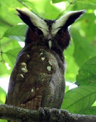 Crested Owl Photo by Amy McAndrews