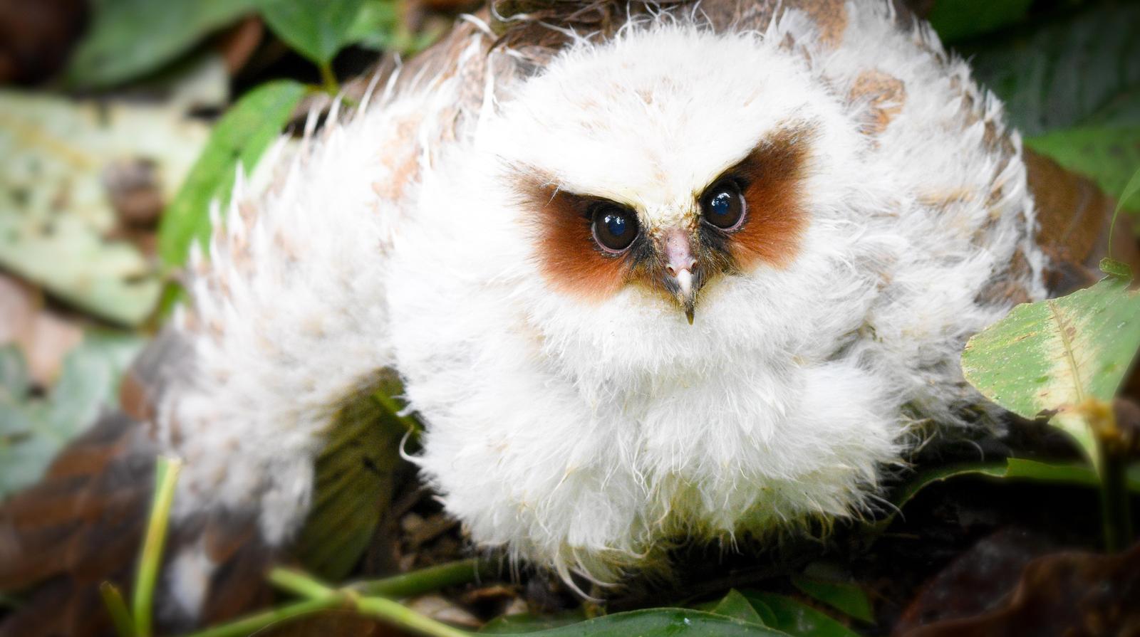 Crested Owl Photo by Julio Delgado