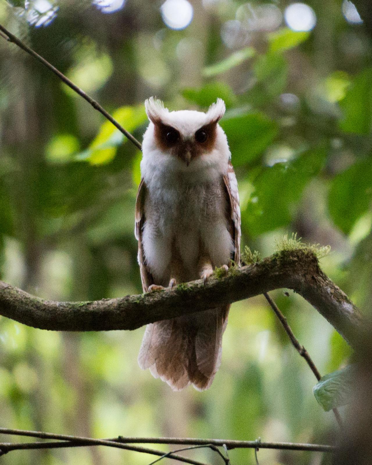 Crested Owl Photo by Cameron Carver