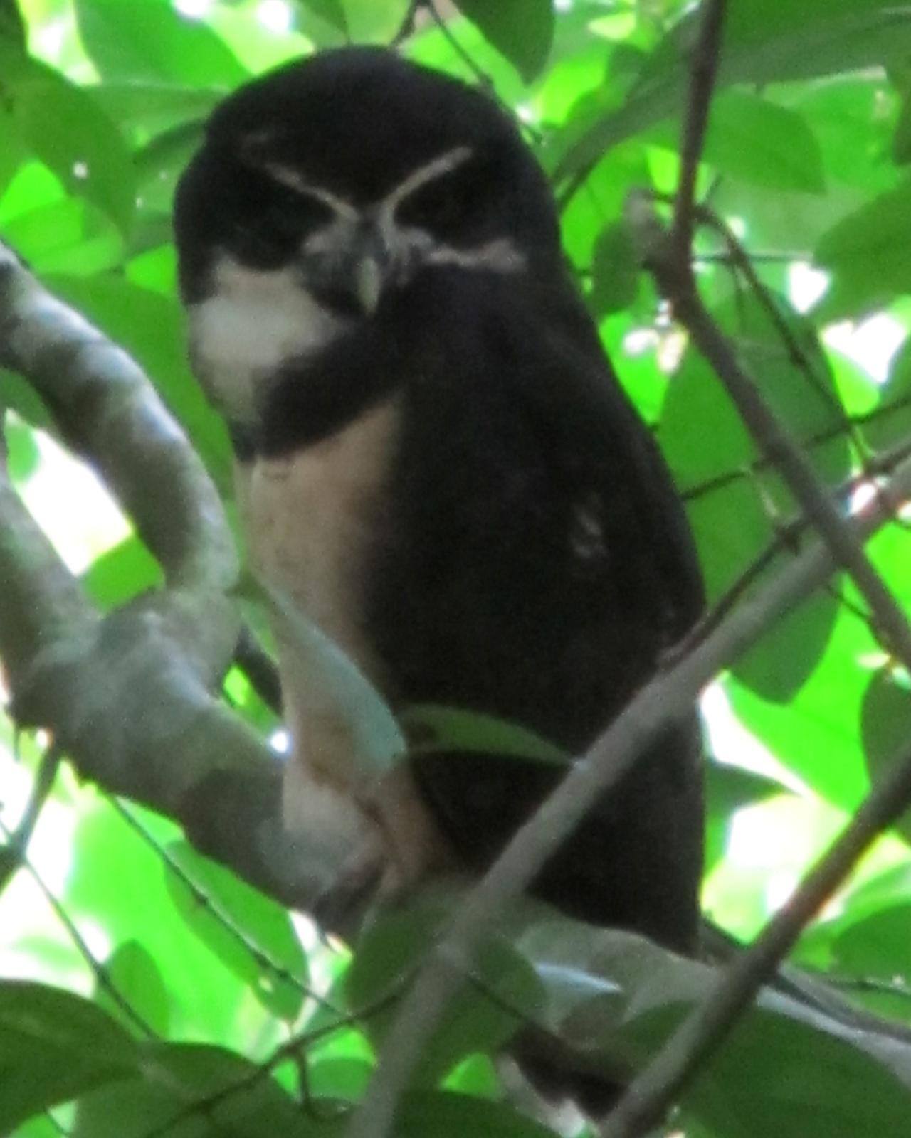 Spectacled Owl Photo by David Bell