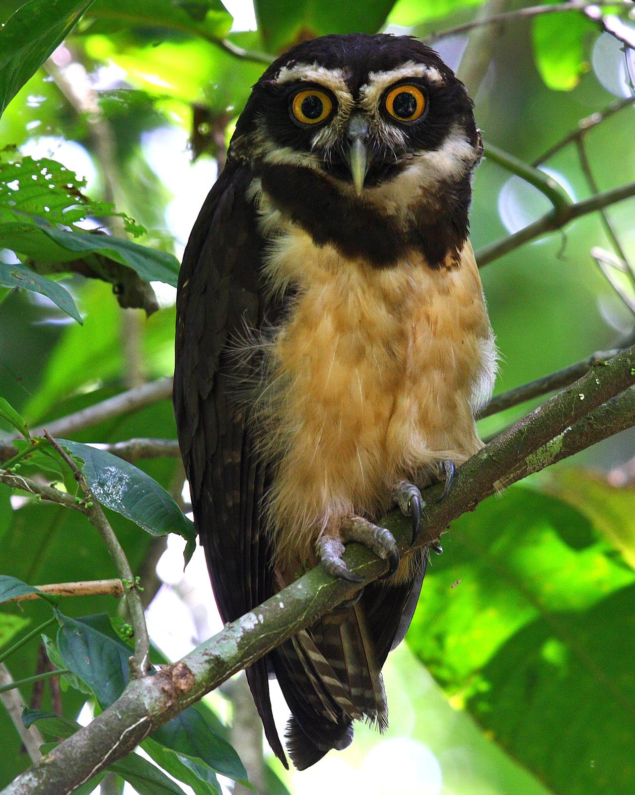 Spectacled Owl Photo by Matthew Brady