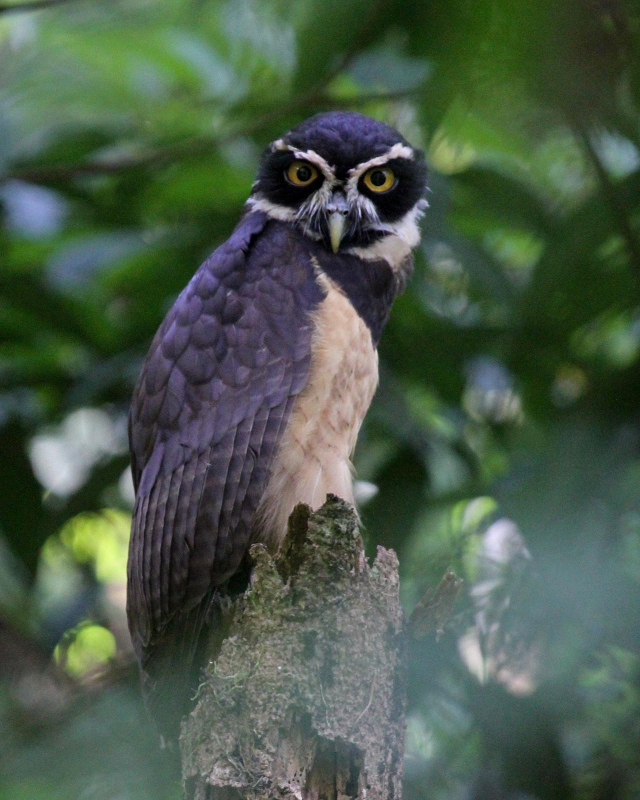 Spectacled Owl Photo by Matthew Grube