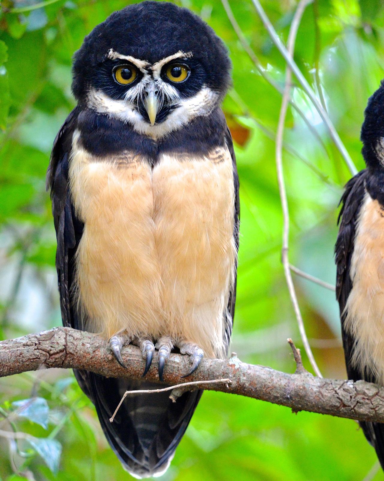 Spectacled Owl Photo by Gerald Friesen