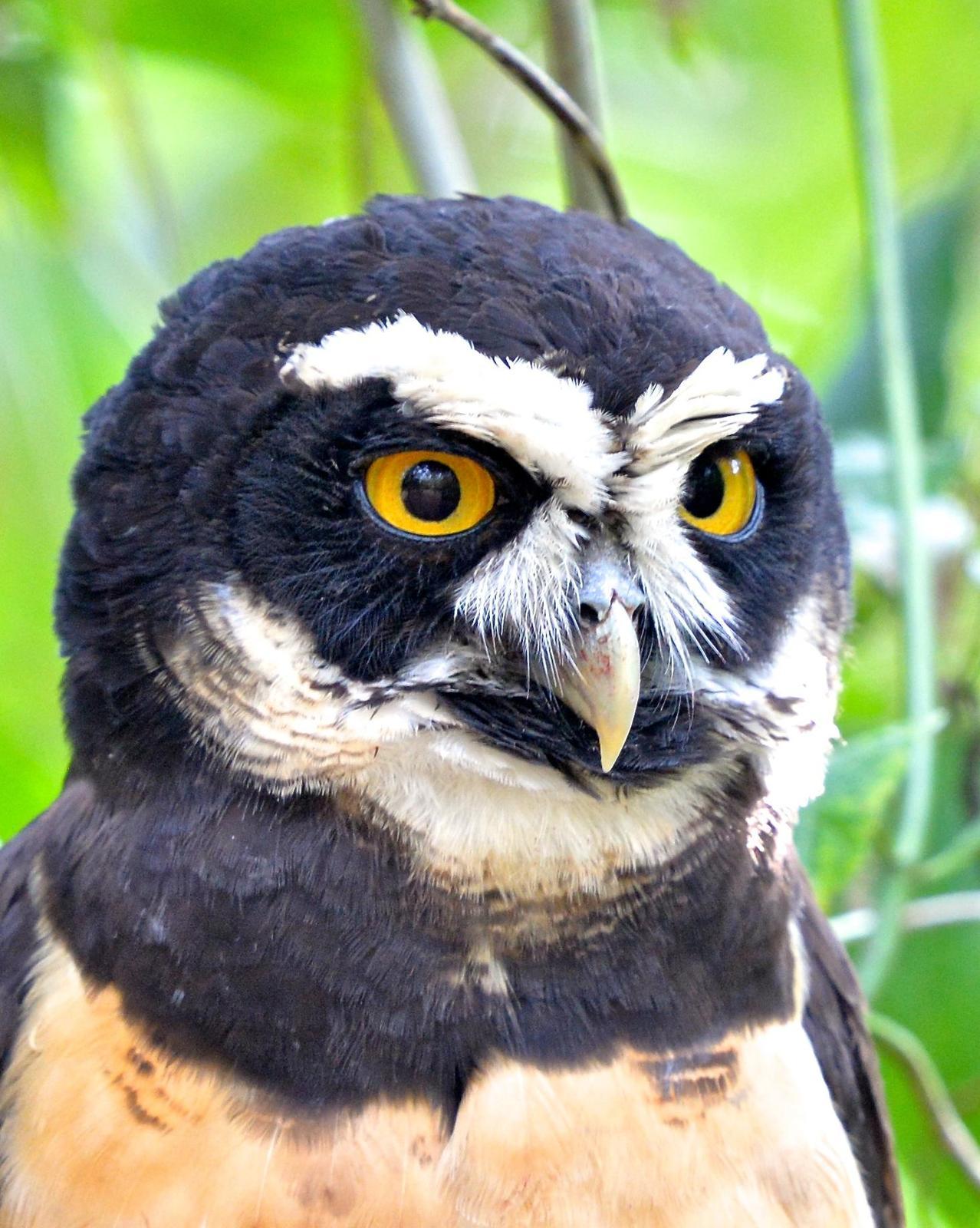Spectacled Owl Photo by Gerald Friesen