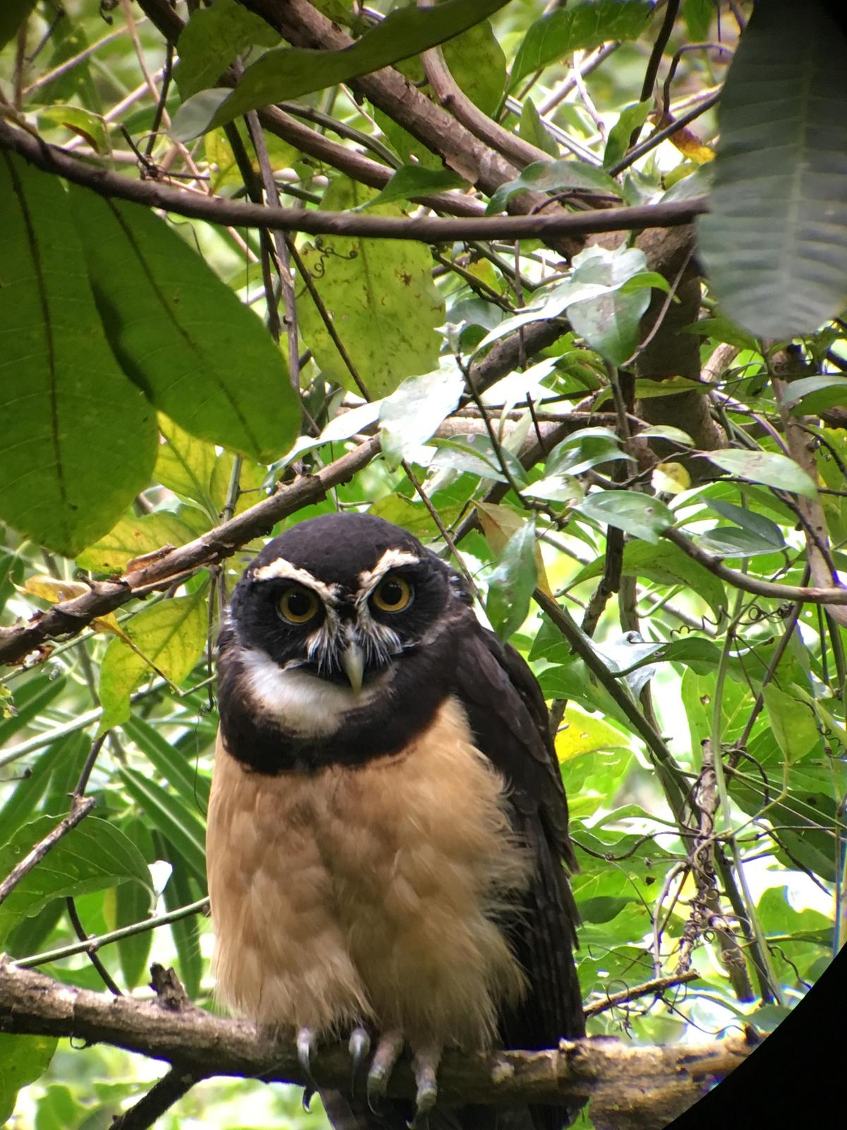 Spectacled Owl Photo by Charles Vellios