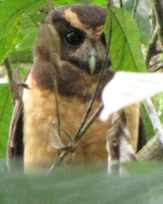 Tawny-browed Owl Photo by Kent Fiala