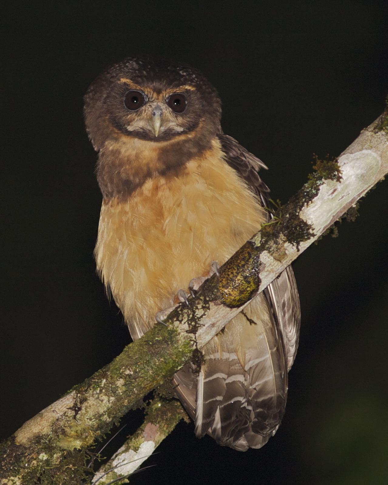 Tawny-browed Owl Photo by Marcelo Padua