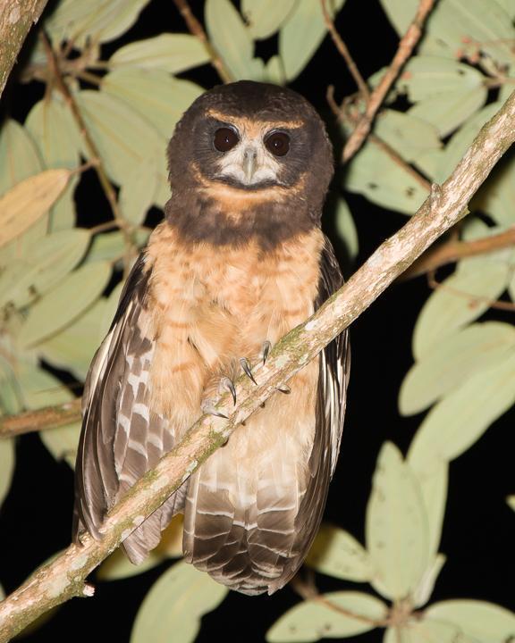 Tawny-browed Owl Photo by Robert Lewis